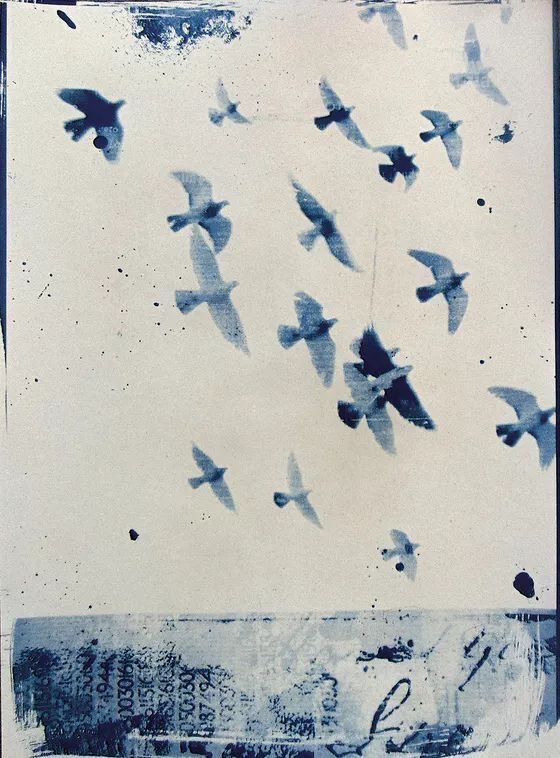Cyanotype print of birds in flight